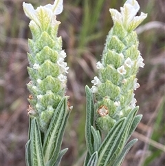 Lavandula stoechas at Ngunnawal, ACT - 29 Sep 2024