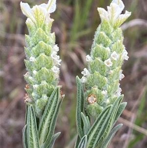 Lavandula stoechas at Ngunnawal, ACT - 29 Sep 2024 03:55 PM