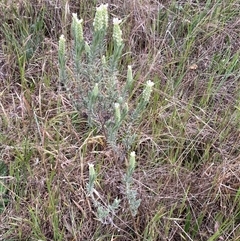 Lavandula stoechas at Ngunnawal, ACT - 29 Sep 2024 03:55 PM