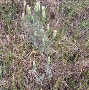 Lavandula stoechas at Ngunnawal, ACT - 29 Sep 2024