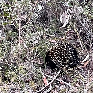 Tachyglossus aculeatus at Katoomba, NSW - 29 Sep 2024