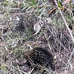 Tachyglossus aculeatus at Katoomba, NSW - 29 Sep 2024