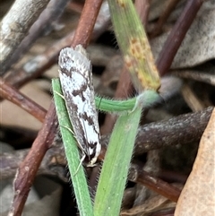 Eusemocosma pruinosa (Philobota Group Concealer Moth) at Ngunnawal, ACT - 29 Sep 2024 by SteveBorkowskis