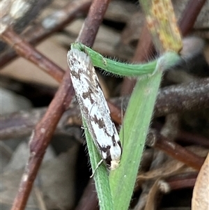 Eusemocosma pruinosa at Ngunnawal, ACT - 29 Sep 2024 03:35 PM