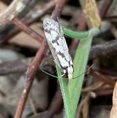 Eusemocosma pruinosa at Ngunnawal, ACT - 29 Sep 2024 03:35 PM