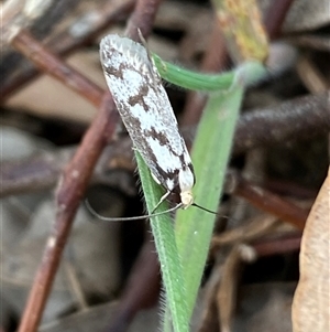 Eusemocosma pruinosa at Ngunnawal, ACT - 29 Sep 2024 03:35 PM