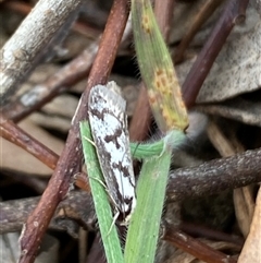 Eusemocosma pruinosa at Ngunnawal, ACT - 29 Sep 2024 03:35 PM