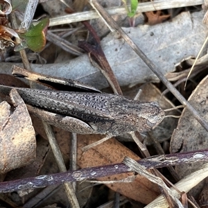 Cryptobothrus chrysophorus at Ngunnawal, ACT - 29 Sep 2024