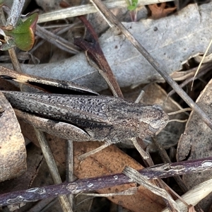 Cryptobothrus chrysophorus at Ngunnawal, ACT - 29 Sep 2024