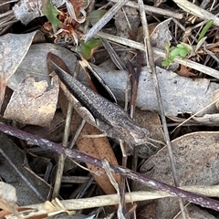 Cryptobothrus chrysophorus at Ngunnawal, ACT - 29 Sep 2024