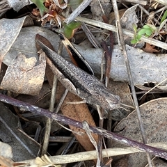 Cryptobothrus chrysophorus at Ngunnawal, ACT - 29 Sep 2024