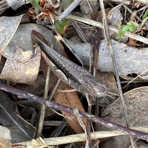 Cryptobothrus chrysophorus at Ngunnawal, ACT - 29 Sep 2024