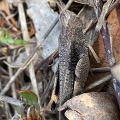 Cryptobothrus chrysophorus at Ngunnawal, ACT - 29 Sep 2024