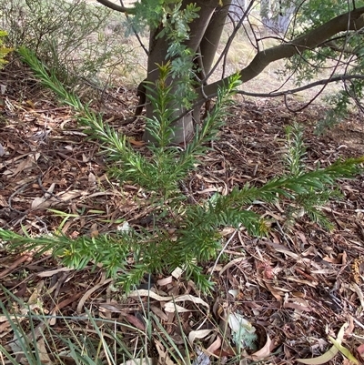 Grevillea (genus) (Grevillea) at Ngunnawal, ACT - 29 Sep 2024 by SteveBorkowskis