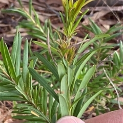 Grevillea sp. at Ngunnawal, ACT - 29 Sep 2024