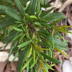 Grevillea sp. at Ngunnawal, ACT - 29 Sep 2024