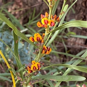 Daviesia mimosoides subsp. mimosoides at Ngunnawal, ACT - 29 Sep 2024 03:17 PM