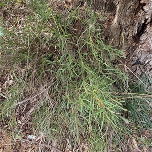 Daviesia mimosoides subsp. mimosoides at Ngunnawal, ACT - 29 Sep 2024 03:17 PM