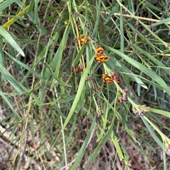 Daviesia mimosoides subsp. mimosoides at Ngunnawal, ACT - 29 Sep 2024 03:17 PM