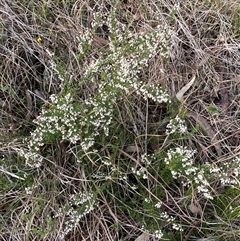 Cryptandra amara at Ngunnawal, ACT - 29 Sep 2024