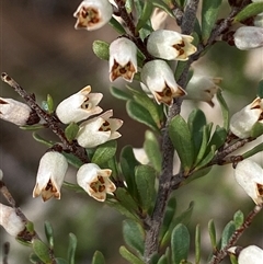 Cryptandra amara at Ngunnawal, ACT - 29 Sep 2024