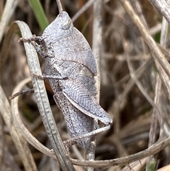 Goniaea australasiae (Gumleaf grasshopper) at Ngunnawal, ACT - 29 Sep 2024 by SteveBorkowskis