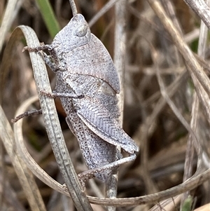 Goniaea australasiae at Ngunnawal, ACT - 29 Sep 2024