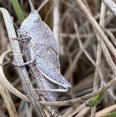 Goniaea australasiae at Ngunnawal, ACT - 29 Sep 2024