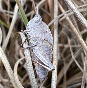 Goniaea australasiae at Ngunnawal, ACT - 29 Sep 2024