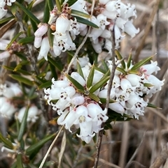 Lissanthe strigosa subsp. subulata (Peach Heath) at Nicholls, ACT - 29 Sep 2024 by SteveBorkowskis