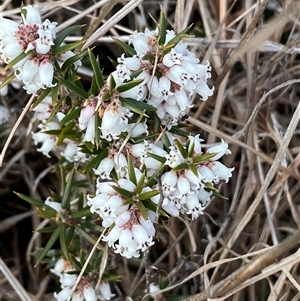 Lissanthe strigosa subsp. subulata at Nicholls, ACT - 29 Sep 2024