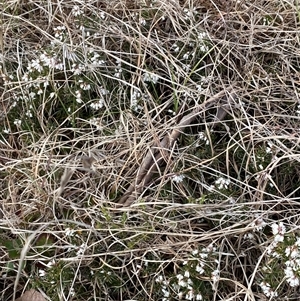 Lissanthe strigosa subsp. subulata at Nicholls, ACT - 29 Sep 2024