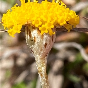 Leptorhynchos squamatus subsp. squamatus at Ngunnawal, ACT - 29 Sep 2024