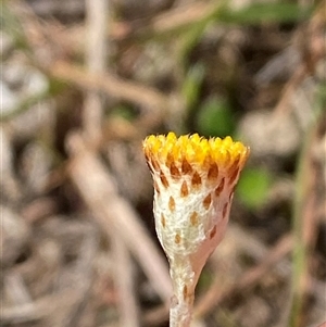 Leptorhynchos squamatus subsp. squamatus at Ngunnawal, ACT - 29 Sep 2024