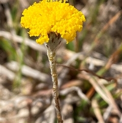 Leptorhynchos squamatus subsp. squamatus at Ngunnawal, ACT - 29 Sep 2024