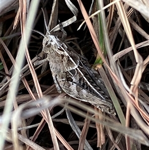 Perunga ochracea at Ngunnawal, ACT - 29 Sep 2024 02:22 PM