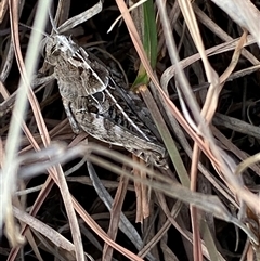 Perunga ochracea at Ngunnawal, ACT - 29 Sep 2024 02:22 PM