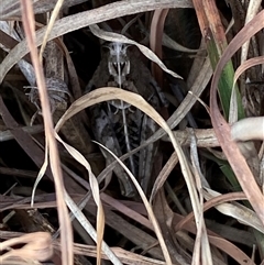 Perunga ochracea at Ngunnawal, ACT - 29 Sep 2024 02:22 PM