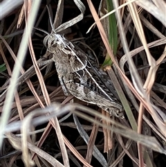 Perunga ochracea at Ngunnawal, ACT - 29 Sep 2024 02:22 PM