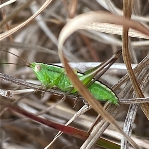 Conocephalus semivittatus at Ngunnawal, ACT - 29 Sep 2024