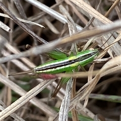 Conocephalus semivittatus at Ngunnawal, ACT - 29 Sep 2024