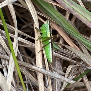 Conocephalus semivittatus at Ngunnawal, ACT - 29 Sep 2024