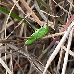 Conocephalus semivittatus at Ngunnawal, ACT - 29 Sep 2024