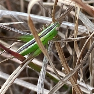 Conocephalus semivittatus at Ngunnawal, ACT - 29 Sep 2024