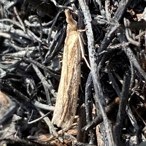 Faveria tritalis at Ngunnawal, ACT - 29 Sep 2024