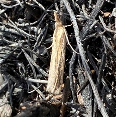 Faveria tritalis at Ngunnawal, ACT - 29 Sep 2024