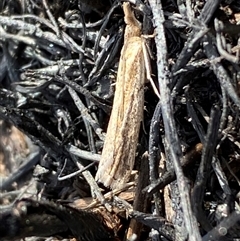 Faveria tritalis at Ngunnawal, ACT - 29 Sep 2024