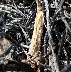 Faveria tritalis at Ngunnawal, ACT - 29 Sep 2024