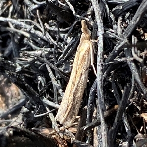 Faveria tritalis at Ngunnawal, ACT - 29 Sep 2024