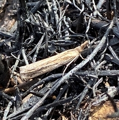 Faveria tritalis at Ngunnawal, ACT - 29 Sep 2024